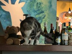 -咖法森林·咖啡  酒吧(天河店)