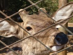 -佛冈森波拉度假区