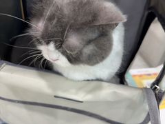 -安安宠医宠物医院·异宠·犬猫内科(岳阳分院)