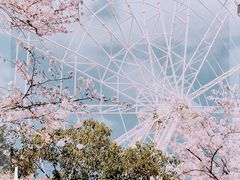 -顾村公园