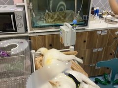 -萌兽医馆·犬猫专科·眼科中心·宠物医院(朝阳门分院)