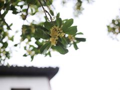 -兴福老面馆(寺路街店)