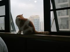 -喵园·猫主题咖啡厅·撸猫·猫咖(国贸店)