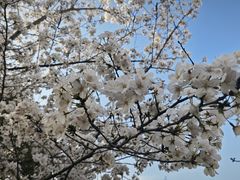 -高东镇樱花园