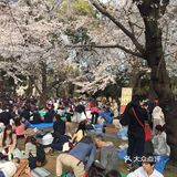 去哪里看樱花？