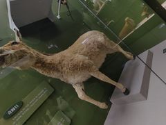 -国家自然博物馆