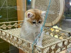 -帕帕拉兹宠物(亚洲旗舰店)