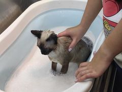 -PETKIT小佩宠物·低压洗护(国顺东路店)