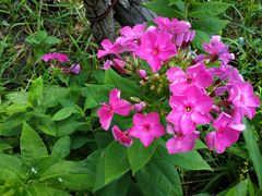 -老鼎丰(乐松购物广场店)