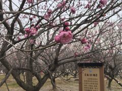 -香雪海