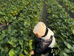 -小鱼草莓采摘园农家乐·小鱼餐厅