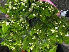 -循礼门鲜花花市(武汉循礼门店)