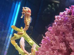 -暹罗海洋世界