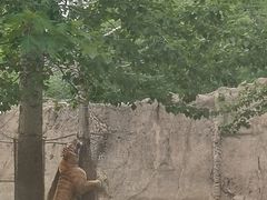 -秦皇岛野生动物园