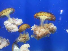 -烟台海昌鲸鲨海洋公园