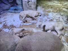 -海合安成都极地海洋公园
