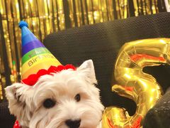 -百好乐宠物友好餐厅(朝外大街店)