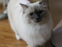 -MOCHA明星猫咖(田子坊店)