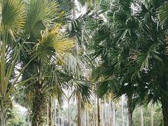 -中国科学院西双版纳热带植物园