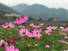 -曲江薰衣草庄园