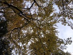 -秋霞圃