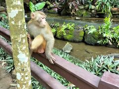 -海南热带野生动植物园