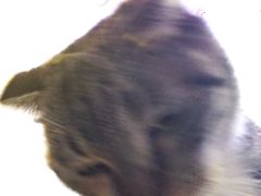 -平行世界·猫咖(首经贸店)