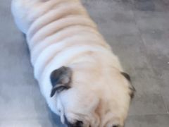 -MOLLY'S萌宠生活馆