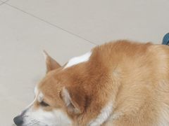 -汪说·狗咖(旺城大厦店)