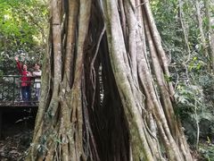 -中国科学院西双版纳热带植物园