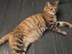 -叁 Three· bistro餐酒馆