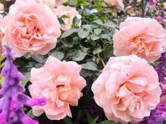 -人民公园(罗湖区)