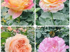 -人民公园(罗湖区)