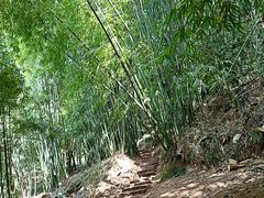 -川西竹海景区