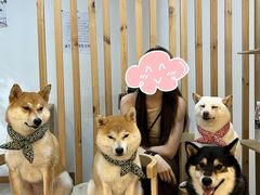 -柴迷FANS CLUB·柴犬狗咖·猫咖