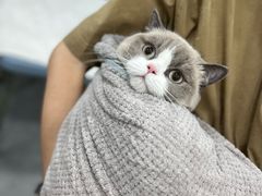 -爱洗澡的猫(天河路店)