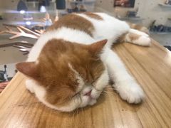 -飞行喵MR PILOT|猫舍·猫咖(静安大融城店)