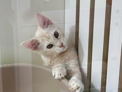 -青奢宠物·青奢猫舍