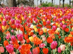 -大宁郁金香公园-停车场