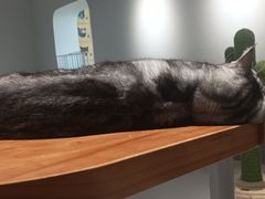 -Cappucimeow猫咪咖啡馆(韦伯时代店)