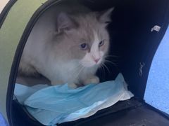 -天使宠物医院·犬猫分诊(彩虹店)