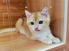 -猫十亿·布偶金渐层·曼基康矮脚猫舍(青年路店)