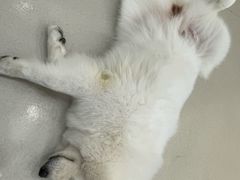 -共舞时光猫咖·狗咖(新街口店)