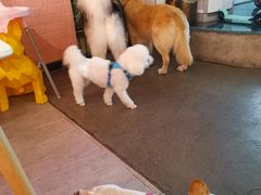 -百好乐宠物友好餐厅(朝外大街店)