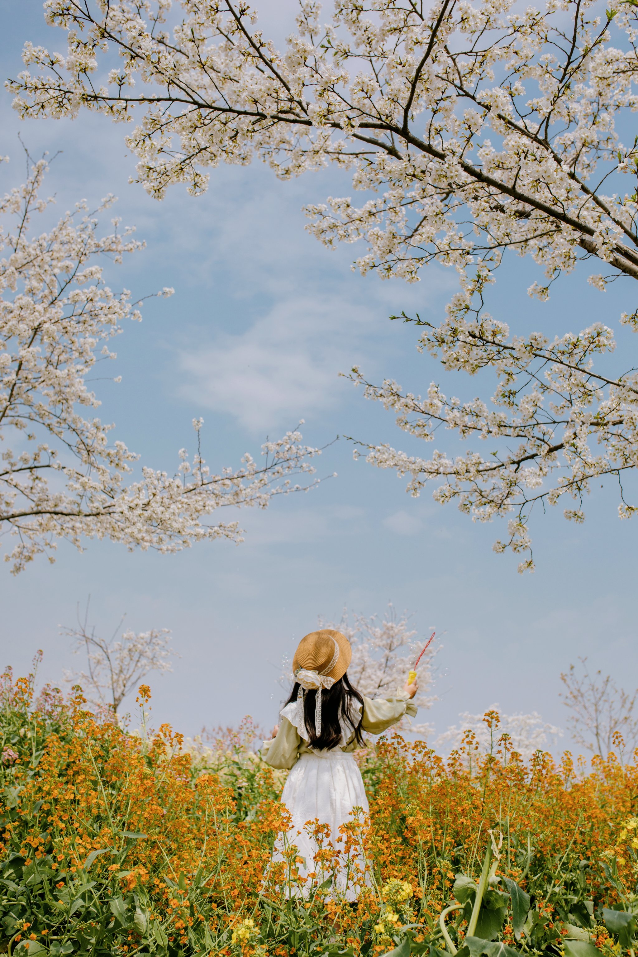 南京周边油菜花海图片