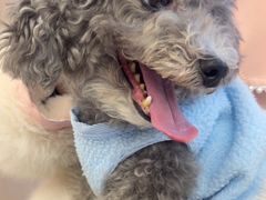 -瑞派康怡24h宠物医院·犬猫医疗中心·微创绝育(瑞景分院)