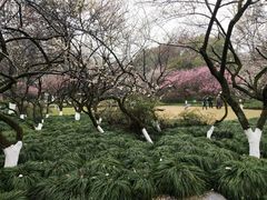 -杭州植物园