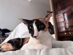 -千城康桥宠物医院·猫科·骨科·心脏