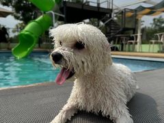 -爪吧宠物乐园 (温榆河示范区店)