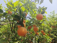 -舒家湾天主教堂